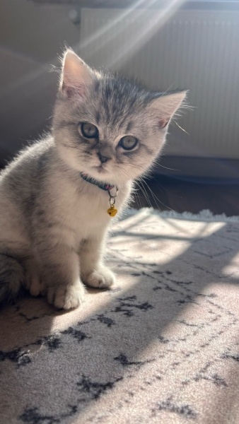 British Shorthair, Kedi  Hurma fotoğrafı