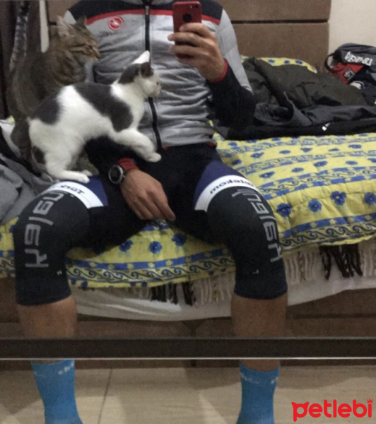 Soke, Kedi  Kekik fotoğrafı
