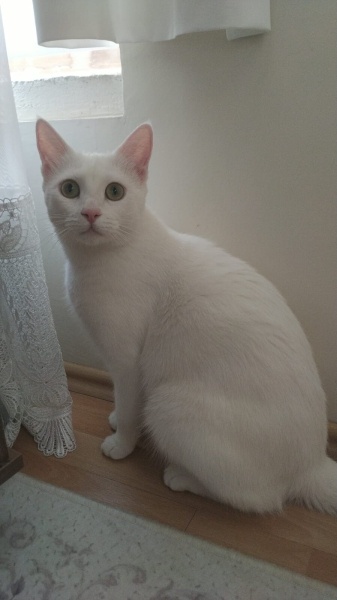 Ankara Kedisi, Kedi  Linda fotoğrafı