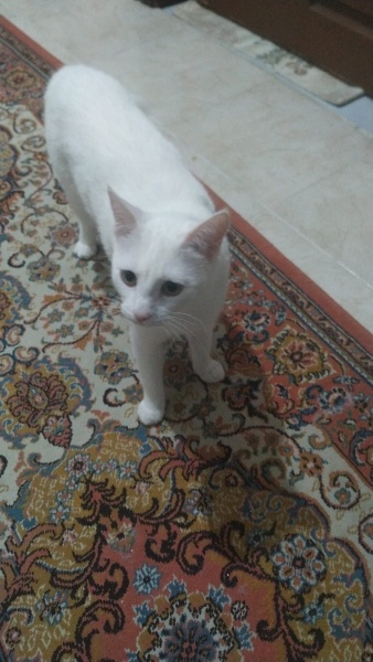 Ankara Kedisi, Kedi  Linda fotoğrafı