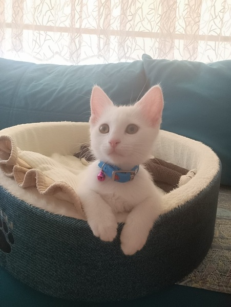 Ankara Kedisi, Kedi  Linda fotoğrafı