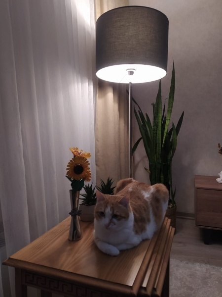 Sarman, Kedi  BİHTER fotoğrafı
