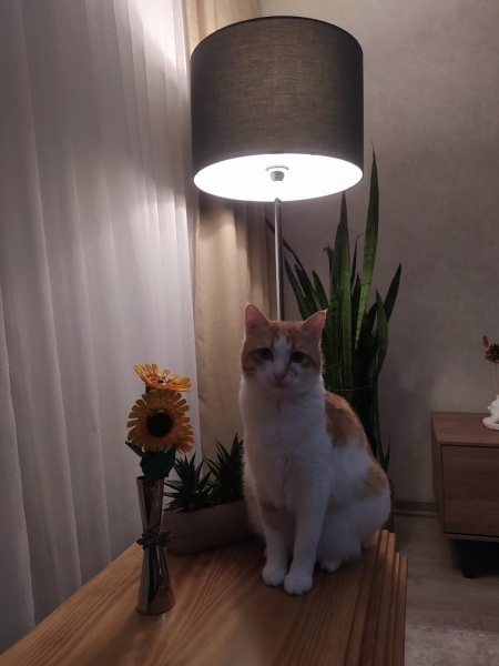 Sarman, Kedi  BİHTER fotoğrafı