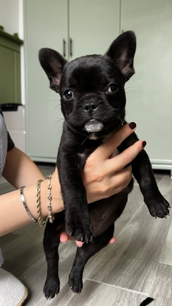 Fransız Bulldog, Köpek  Pars fotoğrafı