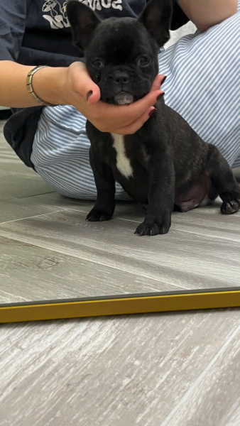 Fransız Bulldog, Köpek  Pars fotoğrafı