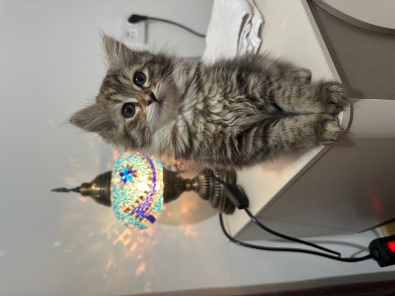 Tekir Kedi, Kedi  Mia fotoğrafı