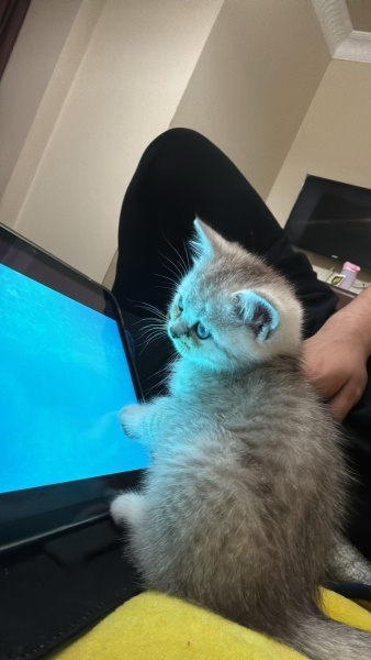 British Shorthair, Kedi  Pars fotoğrafı
