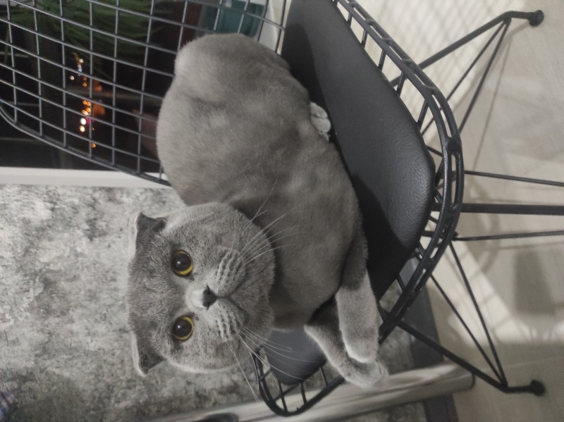 Scottish Fold, Kedi  duman fotoğrafı