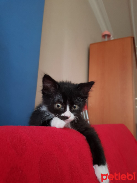 Tuxedo (Smokin) Kedi, Kedi  Pişik fotoğrafı