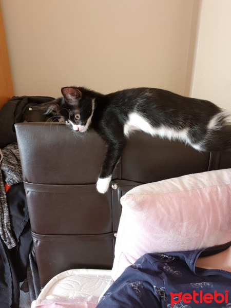 Tuxedo (Smokin) Kedi, Kedi  Pişik fotoğrafı