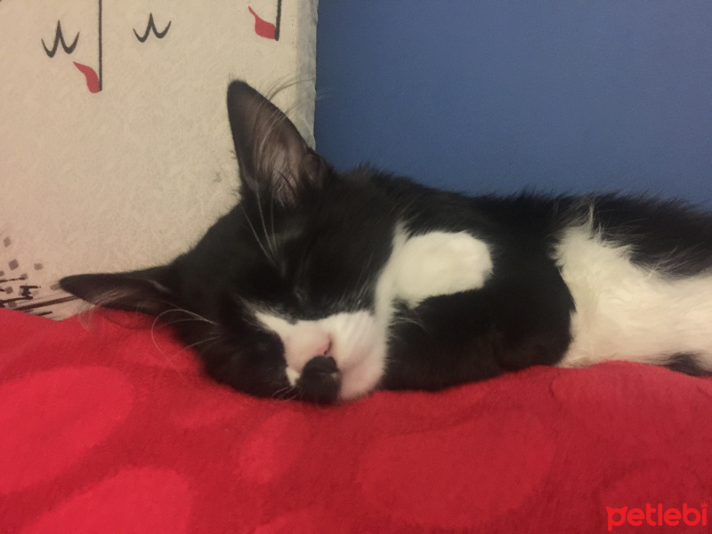Tuxedo (Smokin) Kedi, Kedi  Pişik fotoğrafı