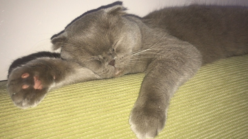 British Shorthair, Kedi  minik fotoğrafı