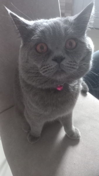 British Shorthair, Kedi  Duman fotoğrafı