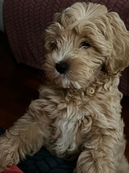 Poodle(Standart Kaniş), Köpek  Şanslı fotoğrafı