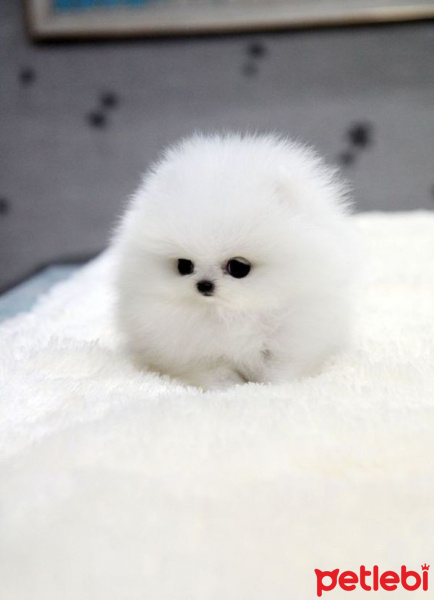 Amerikan Eskimo, Köpek  Pati fotoğrafı