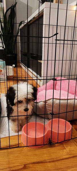 Maltese, Köpek  Şila fotoğrafı