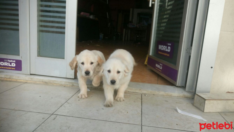 Golden Retriever, Köpek  Golden Retriever  fotoğrafı