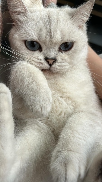 British Shorthair, Kedi  Siva fotoğrafı