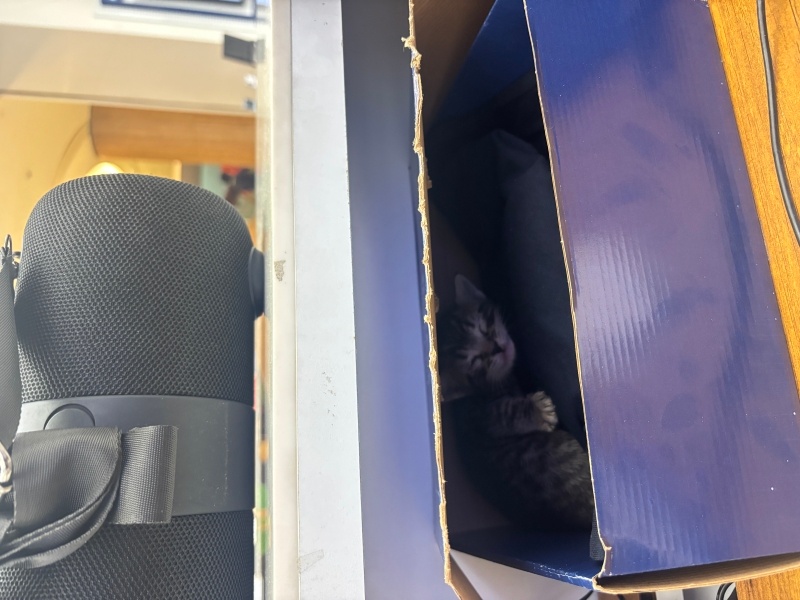 Tekir Kedi, Kedi  Cesur fotoğrafı