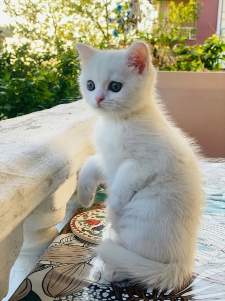 British Longhair, Kedi  Maya fotoğrafı