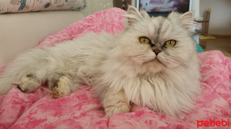 Chinchilla, Kedi  Madonna fotoğrafı