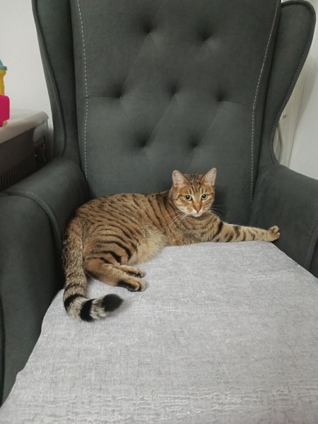 Tekir Kedi, Kedi  Kumral fotoğrafı