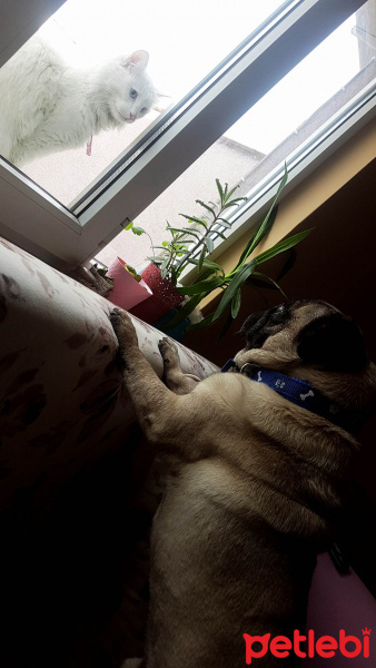 Pug, Köpek  LEO fotoğrafı