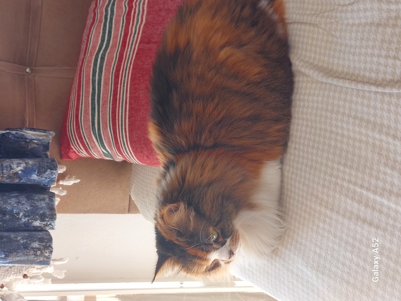 İran Kedisi (Persian), Kedi  Hayat fotoğrafı