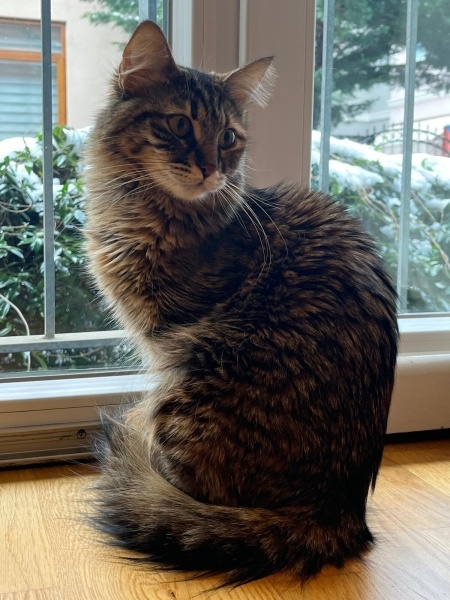 Tekir Kedi, Kedi  iFıstık ve Çılek fotoğrafı