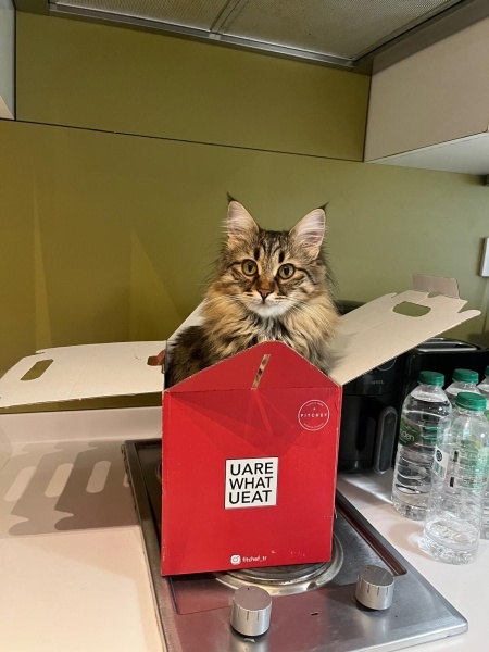Tekir Kedi, Kedi  iFıstık ve Çılek fotoğrafı