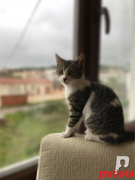 Tekir Kedi, Kedi  Çakıl fotoğrafı