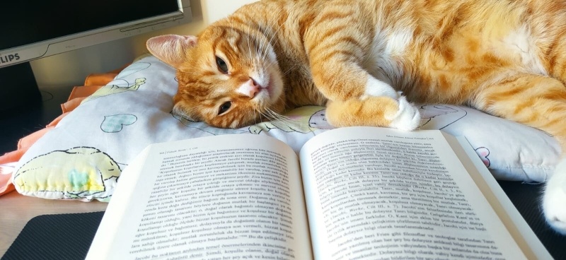 Sarman, Kedi  mars fotoğrafı