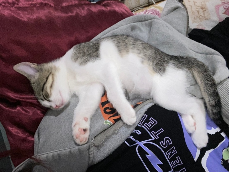 Tekir Kedi, Kedi  Merlin fotoğrafı