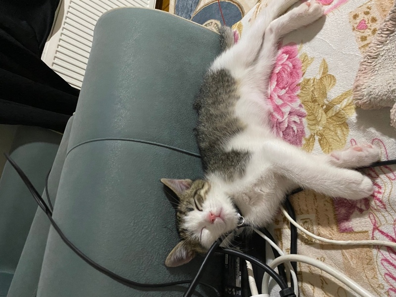 Tekir Kedi, Kedi  Merlin fotoğrafı