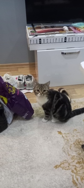 British Shorthair, Kedi  Ares fotoğrafı