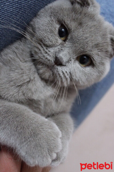 British Shorthair, Kedi  pera fotoğrafı