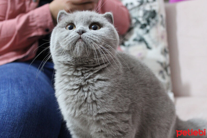 British Shorthair, Kedi  pera fotoğrafı