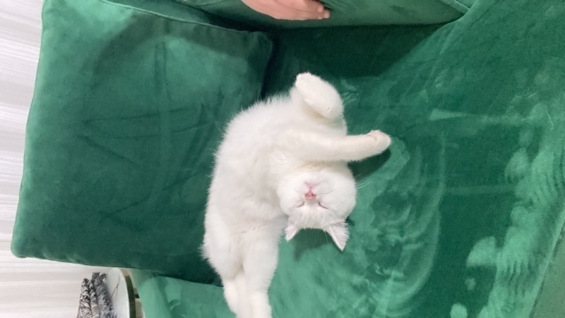 British Longhair, Kedi  Lia fotoğrafı
