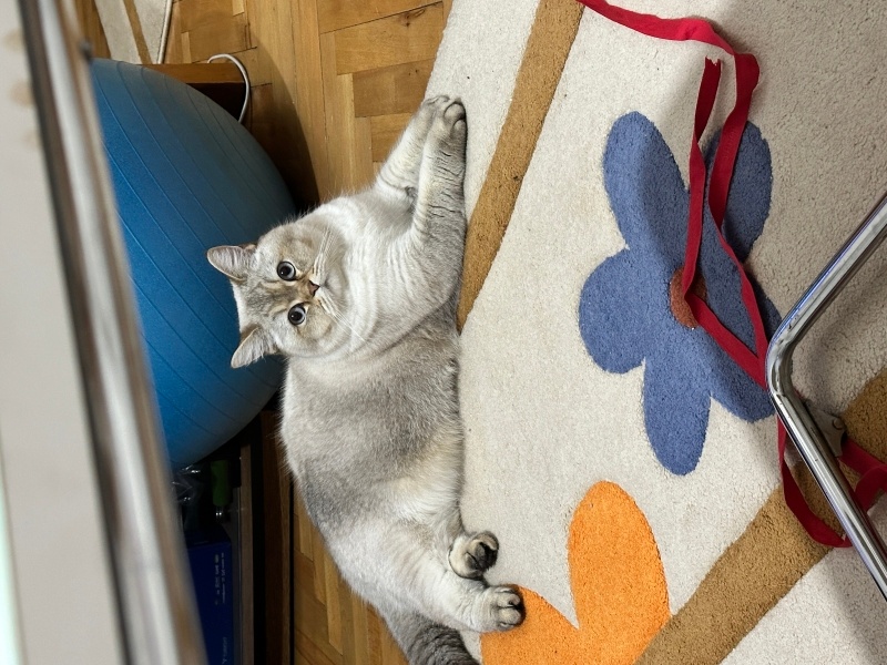 British Shorthair, Kedi  Leia fotoğrafı