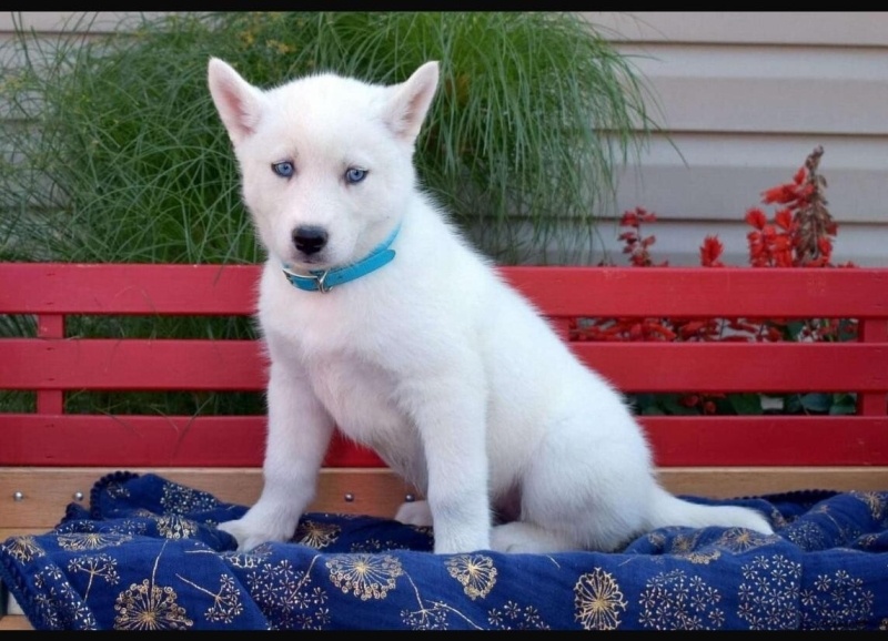 Sibirya Kurdu (Husky), Köpek  tommy fotoğrafı
