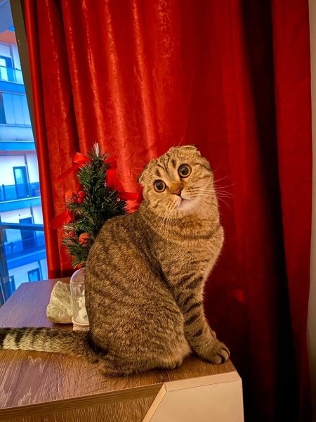 Scottish Fold, Kedi  şila fotoğrafı