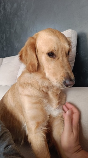 Golden Retriever, Köpek  GOLDİE fotoğrafı