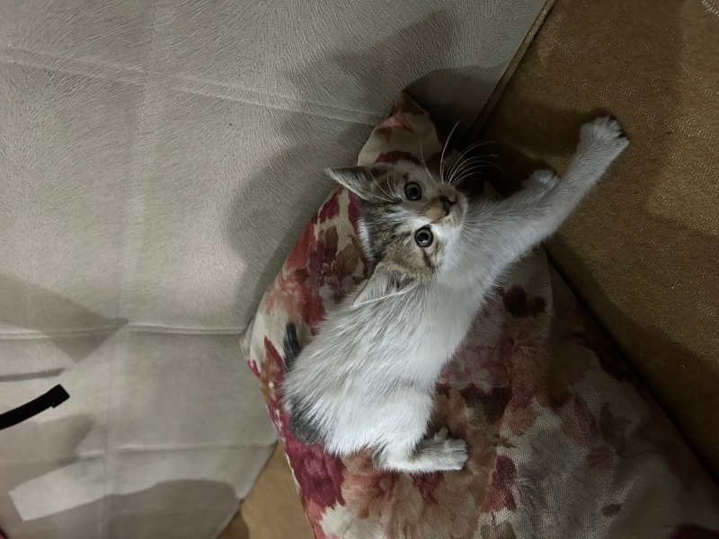 Tekir Kedi, Kedi  Kedi fotoğrafı