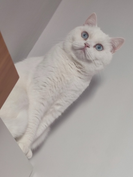 British Shorthair, Kedi  Maysa fotoğrafı