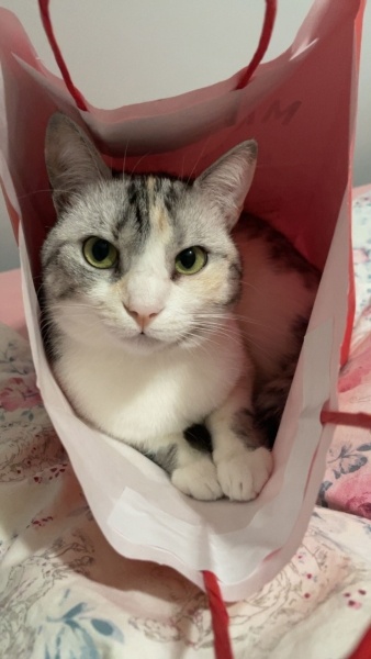 Tekir Kedi, Kedi  Gümüş fotoğrafı