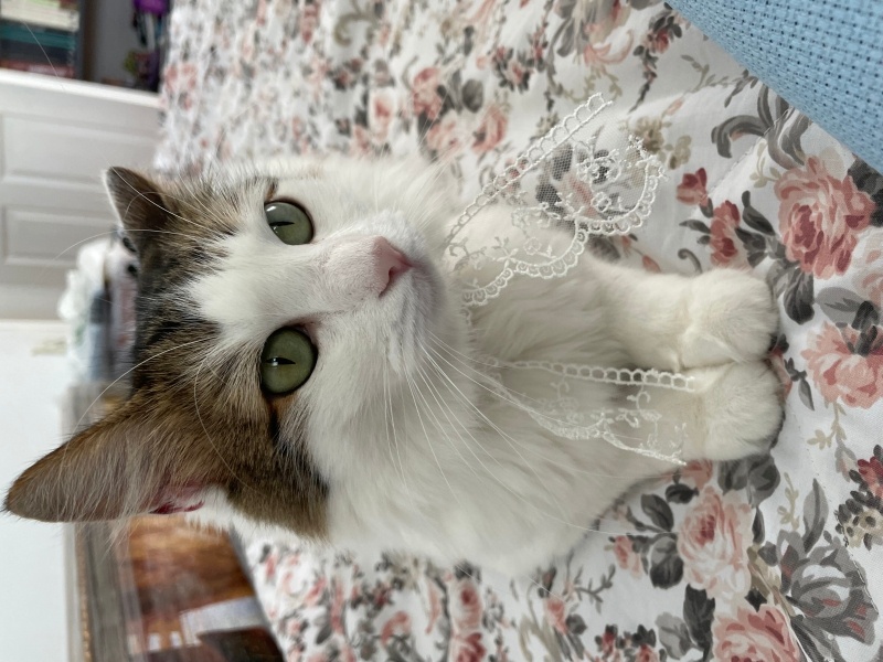 Tekir Kedi, Kedi  Hayat fotoğrafı