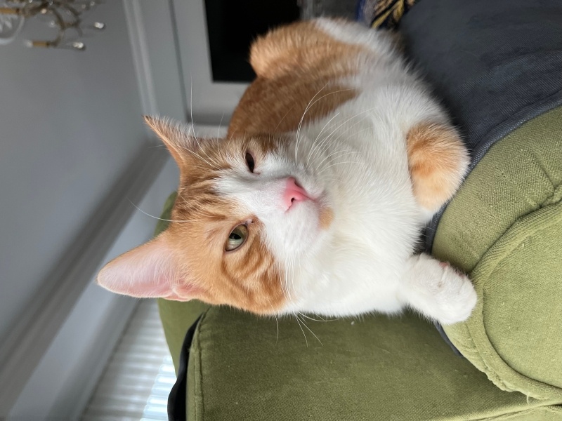 Tekir Kedi, Kedi  Leo fotoğrafı
