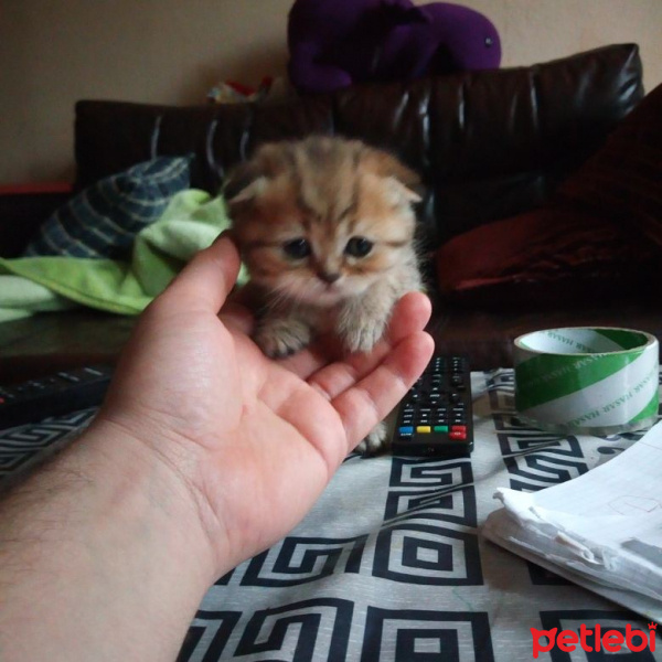 Scottish Fold, Kedi  Minok fotoğrafı