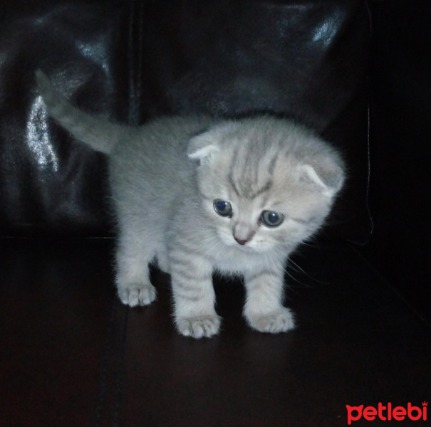 Scottish Fold, Kedi  Minok fotoğrafı