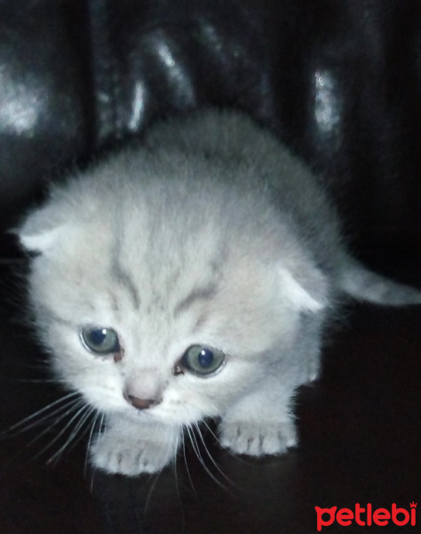 Scottish Fold, Kedi  Minok fotoğrafı